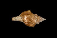 藏品(角赤旋螺)的圖片